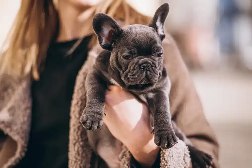 a person holding a Frenchie bulldog