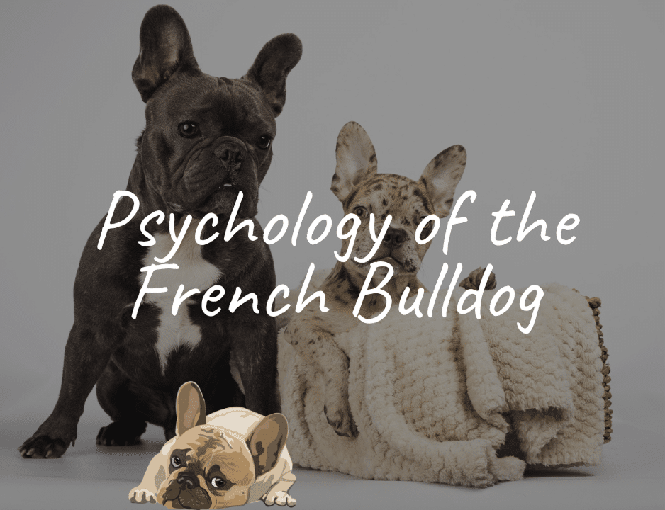 Psychology of the French Bulldog