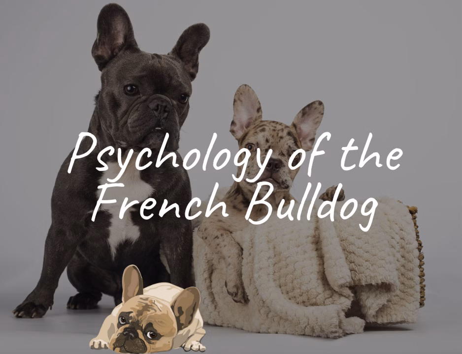 Why a Heart Exam is Your #1 Defense When Buying a Frenchie Why a Heart Exam is Your #1 Defense When Buying a Frenchie