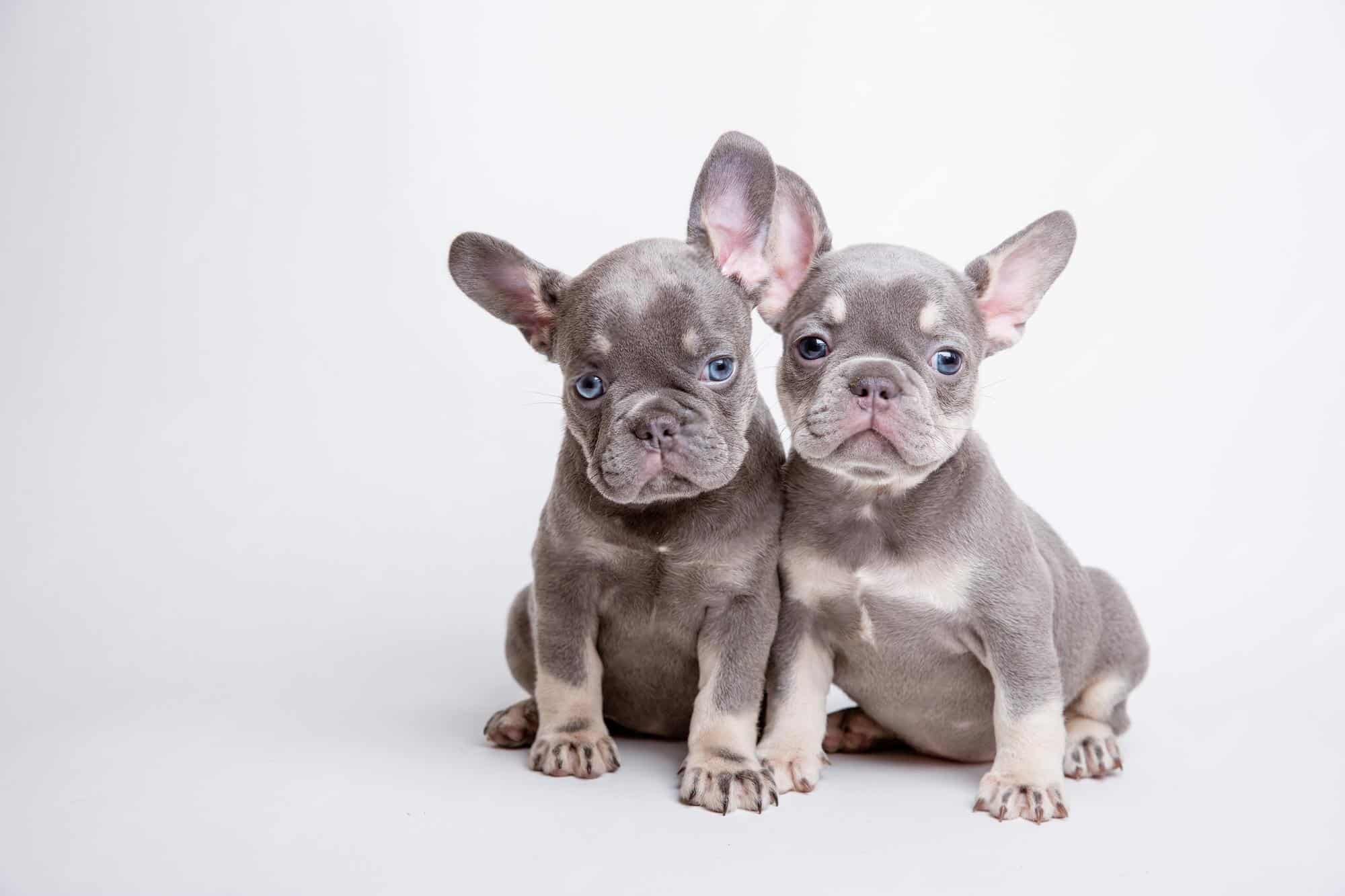french bulldog puppies