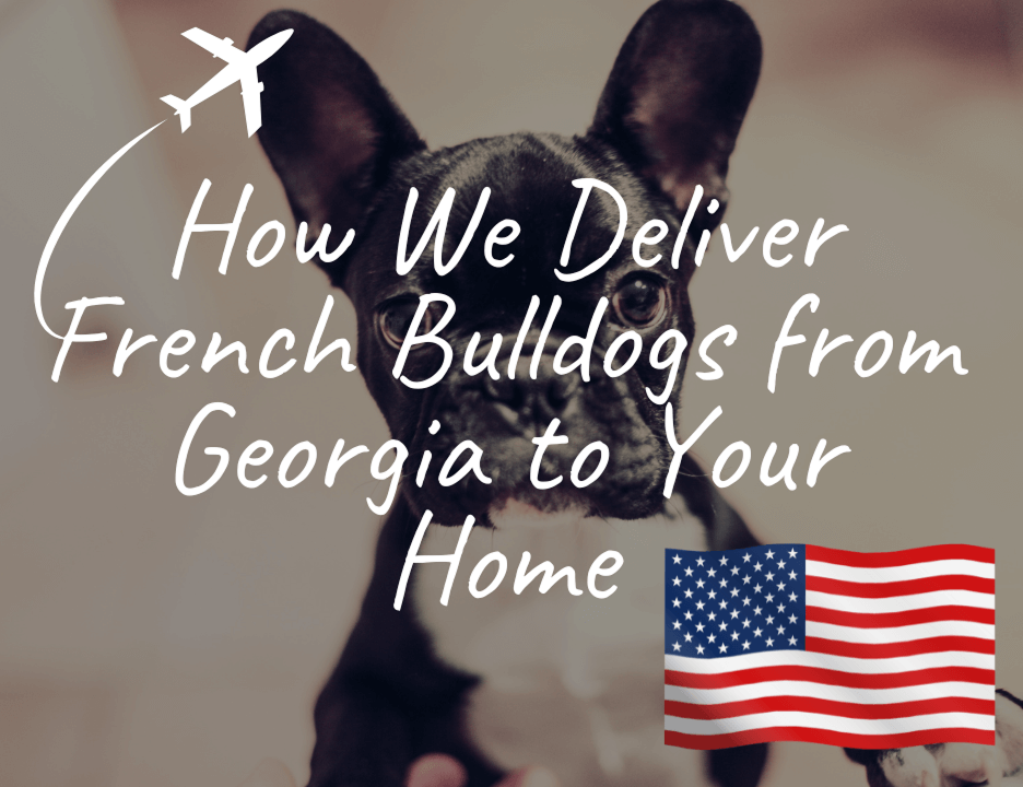 How We Deliver French Bulldogs from Georgia to Your Home