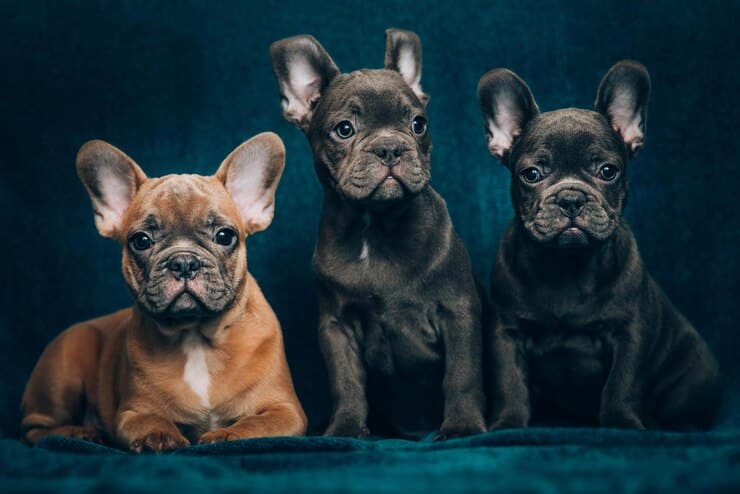 French Bulldog Coat Colors: From Blue to Fawn and More