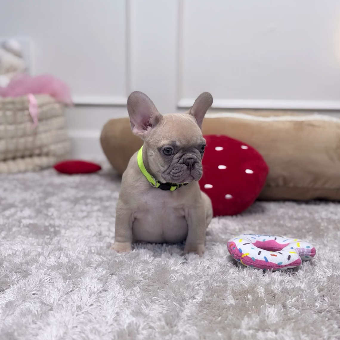 Male Fawn. DOB 08.20.2025. Ready To Go! French Bulldog photo