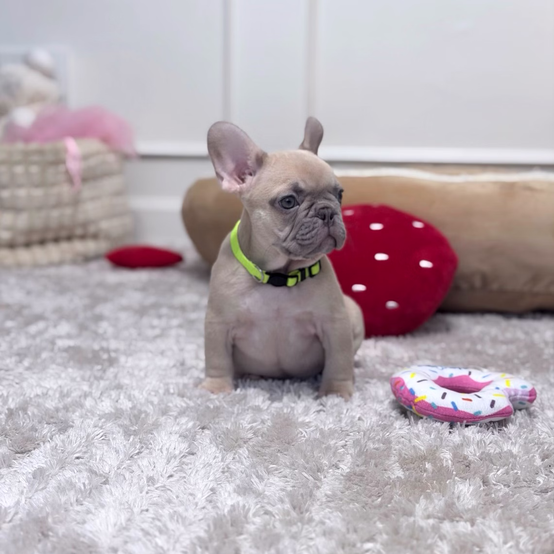 Male Fawn. DOB 08.20.2025. Ready To Go! French Bulldog photo