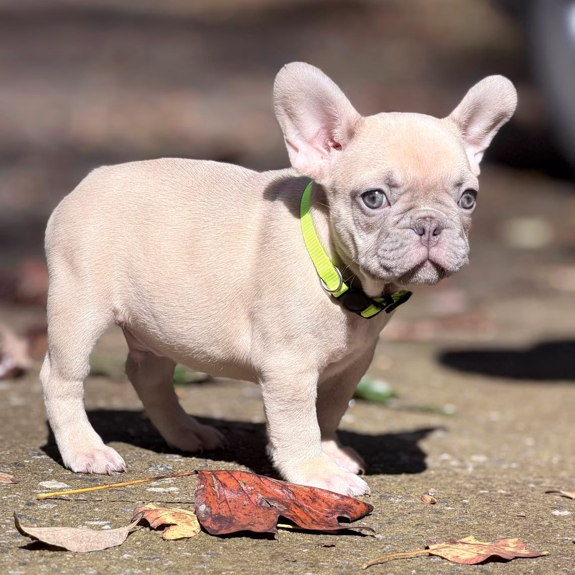 Male Fawn. DOB 08.20.2025. Ready To Go! French Bulldog photo