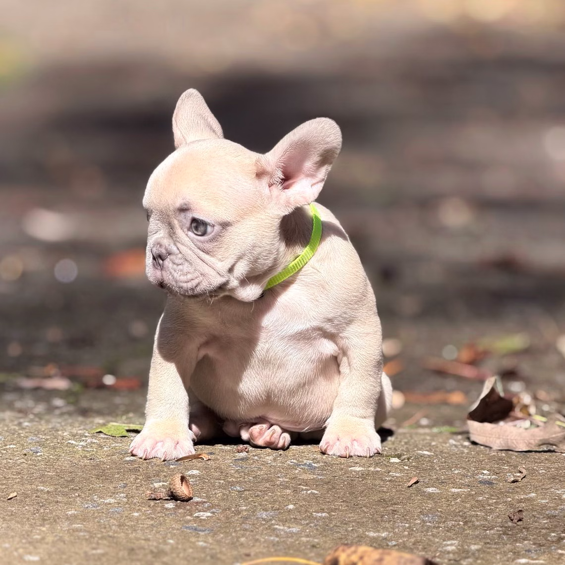 Male Fawn. DOB 08.20.2025. Ready To Go! French Bulldog photo