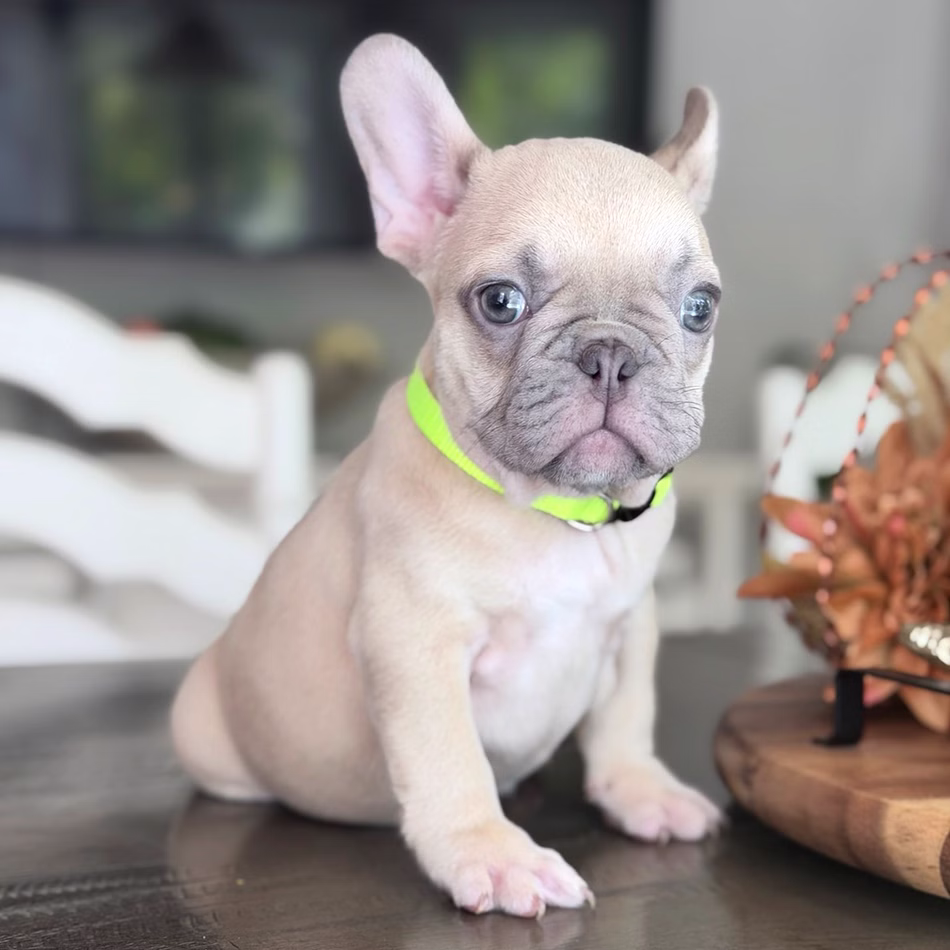 Male Fawn. DOB 08.20.2025. Ready To Go! French Bulldog photo