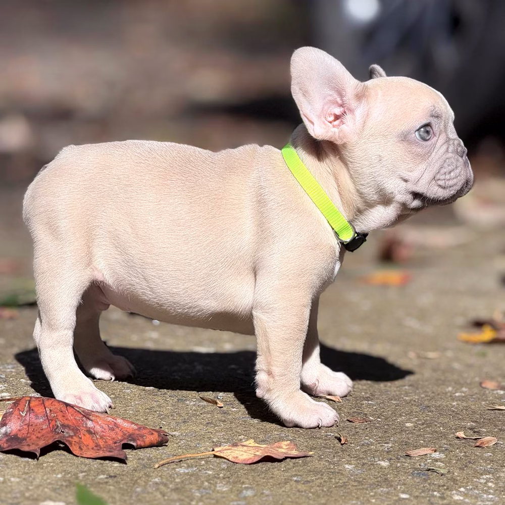 Male Fawn. DOB 08.20.2025. Ready To Go! French Bulldog photo