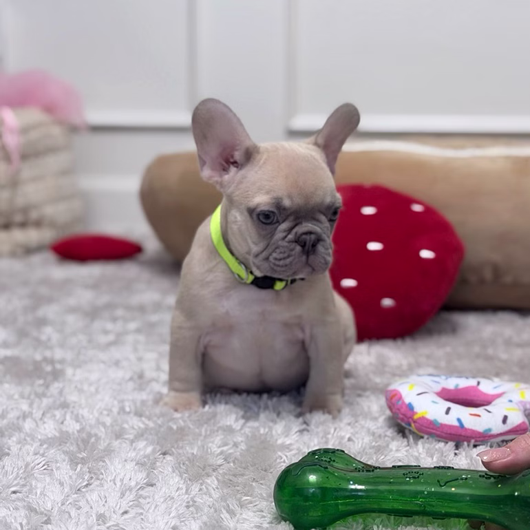 Male Fawn. DOB 08.20.2025. Ready To Go! French Bulldog photo