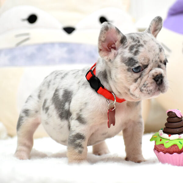 Female Merle. The Champion Line. - Image 9