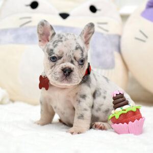 Female Merle. The Champion Line.