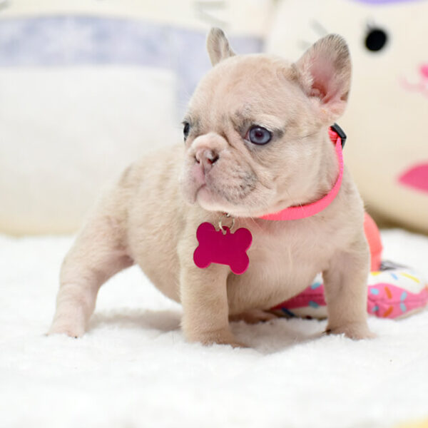 Female Merle. The Champion Line. - Image 8