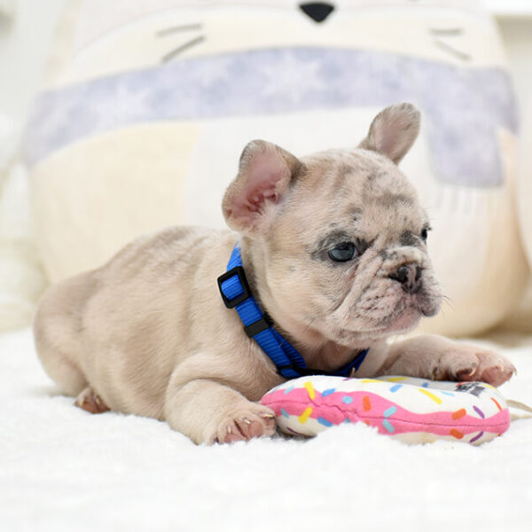 Male Merle. The Champion Line. - Image 9