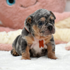 Female Blue Merle