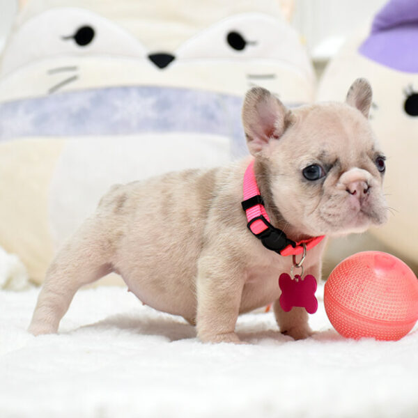 Female Merle. The Champion Line. - Image 6
