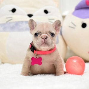 Female Merle. The Champion Line.