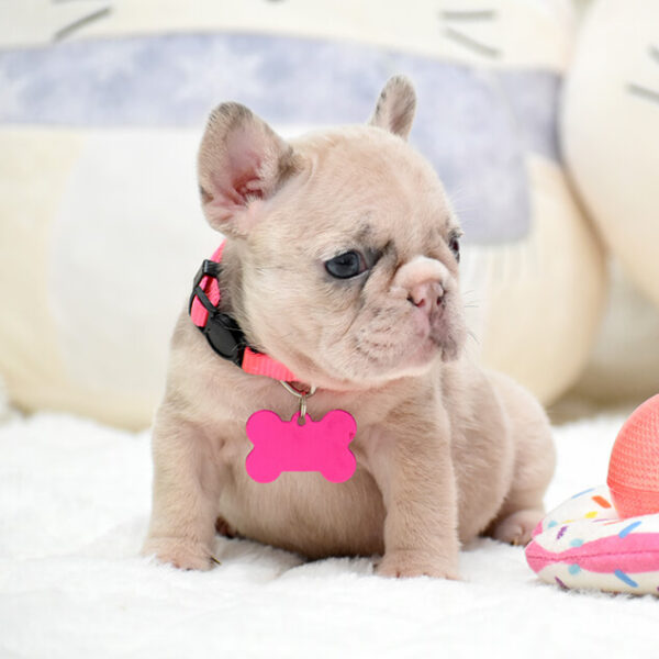 Female Merle. The Champion Line. - Image 5