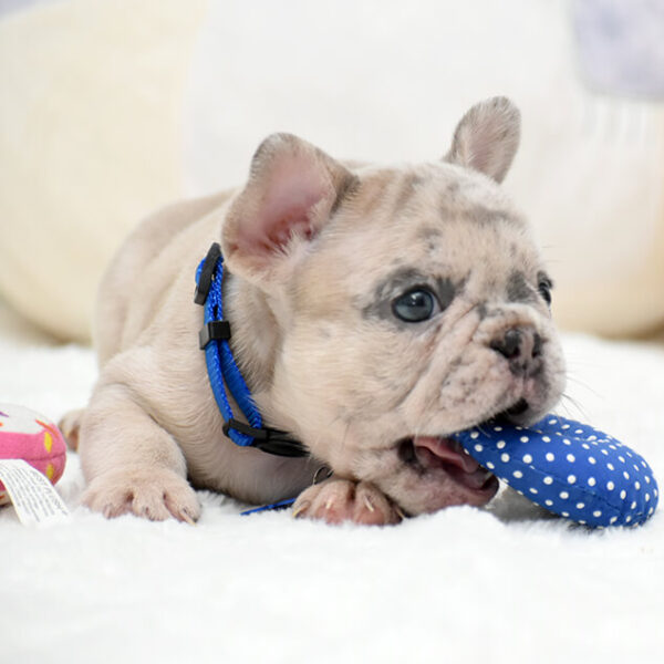 Male Merle. The Champion Line. - Image 4