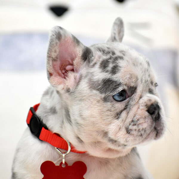 Female Merle. The Champion Line. - Image 8