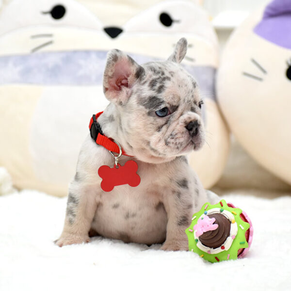 Female Merle. The Champion Line. - Image 10