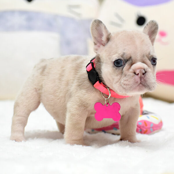 Female Merle. The Champion Line. - Image 9