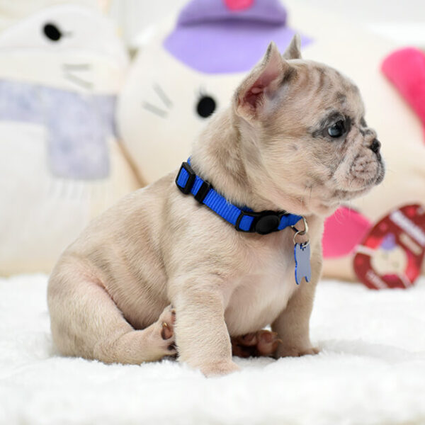 Male Merle. The Champion Line. - Image 11