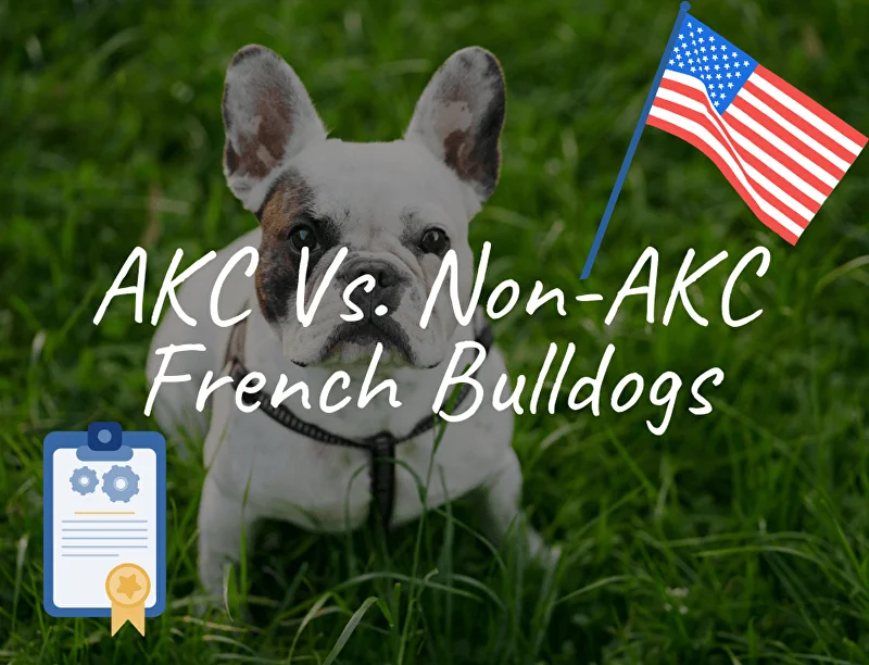 AKC Vs. Non-AKC French Bulldogs