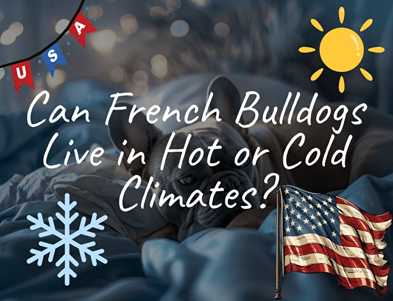 Can French Bulldogs Live in Hot or Cold Climates?