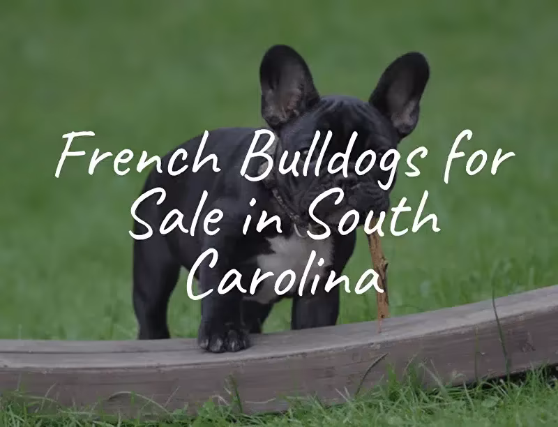 Last Chance to Own the Cutest French Bulldog Puppies in the USA Last Chance to Own the Cutest French Bulldog Puppies in the USA