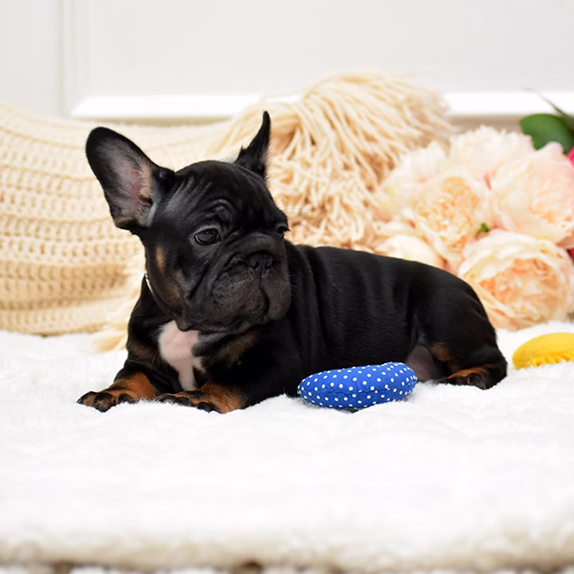 French Bulldog, female, black tan, puppy with health guarantee and pedigree available a Alabama, Florida, Georgia, North Carolina, South Carolina, Tennessee, California, Illinois, Colorado, Texas