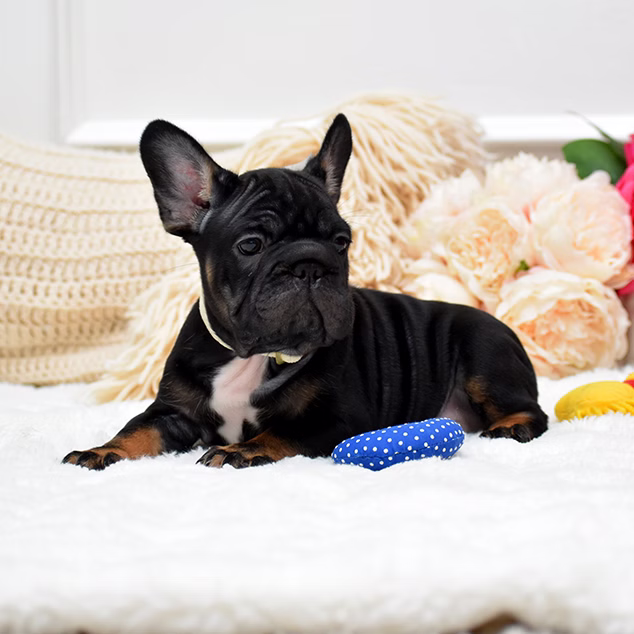 French Bulldog, female, black tan, puppy with health guarantee and pedigree available a Alabama, Florida, Georgia, North Carolina, South Carolina, Tennessee, California, Illinois, Colorado, Texas