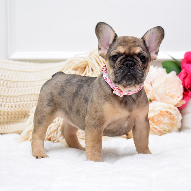 French Bulldog, female, fawn, puppy with health guarantee and pedigree available a Alabama, Florida, Georgia, North Carolina, South Carolina, Tennessee, California, Illinois, Colorado, Texas