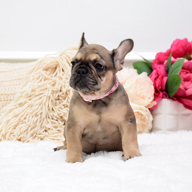French Bulldog, female, fawn, puppy with health guarantee and pedigree available a Alabama, Florida, Georgia, North Carolina, South Carolina, Tennessee, California, Illinois, Colorado, Texas