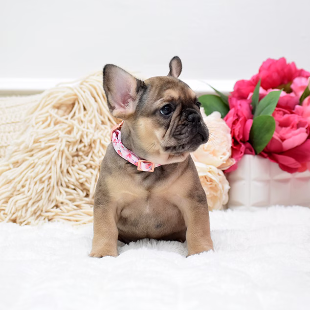 French Bulldog, female, fawn, puppy with health guarantee and pedigree available a Alabama, Florida, Georgia, North Carolina, South Carolina, Tennessee, California, Illinois, Colorado, Texas