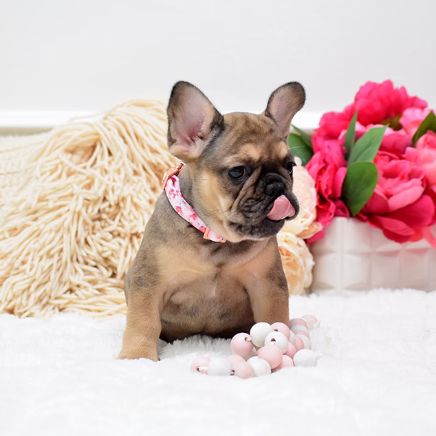 French Bulldog, female, fawn, puppy with health guarantee and pedigree available a Alabama, Florida, Georgia, North Carolina, South Carolina, Tennessee, California, Illinois, Colorado, Texas