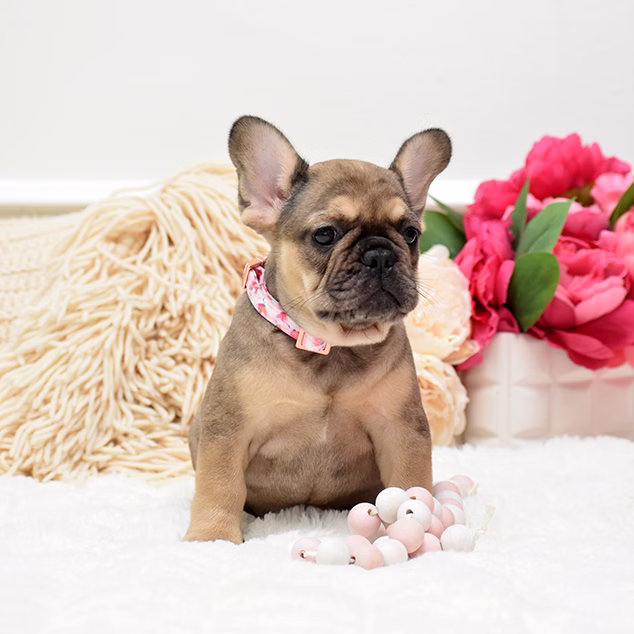 French Bulldog, female, fawn, puppy with health guarantee and pedigree available a Alabama, Florida, Georgia, North Carolina, South Carolina, Tennessee, California, Illinois, Colorado, Texas