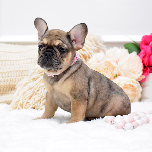 French Bulldog, female, fawn, puppy with health guarantee and pedigree available a Alabama, Florida, Georgia, North Carolina, South Carolina, Tennessee, California, Illinois, Colorado, Texas