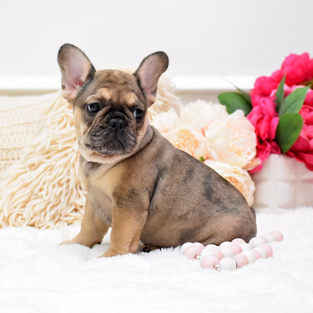 French Bulldog, female, fawn, puppy with health guarantee and pedigree available a Alabama, Florida, Georgia, North Carolina, South Carolina, Tennessee, California, Illinois, Colorado, Texas