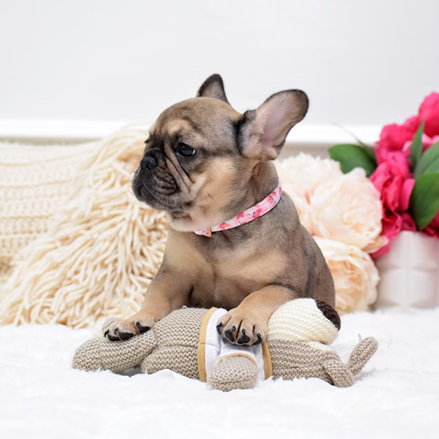 French Bulldog, female, fawn, puppy with health guarantee and pedigree available a Alabama, Florida, Georgia, North Carolina, South Carolina, Tennessee, California, Illinois, Colorado, Texas