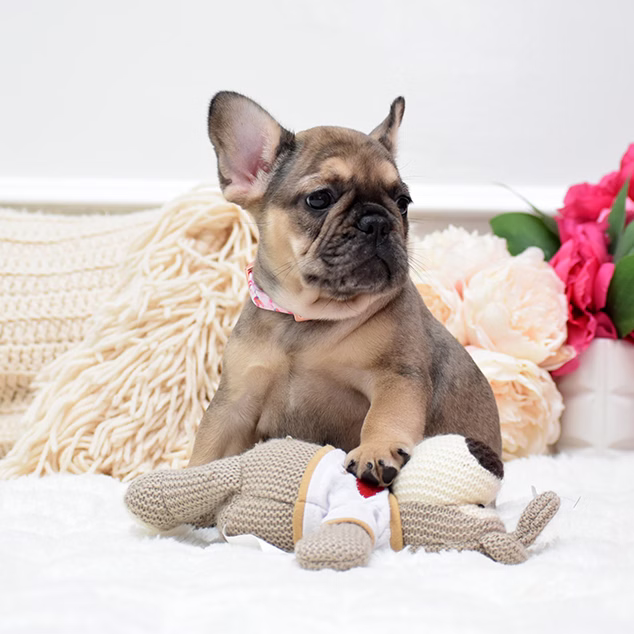 French Bulldog, female, fawn, puppy with health guarantee and pedigree available a Alabama, Florida, Georgia, North Carolina, South Carolina, Tennessee, California, Illinois, Colorado, Texas