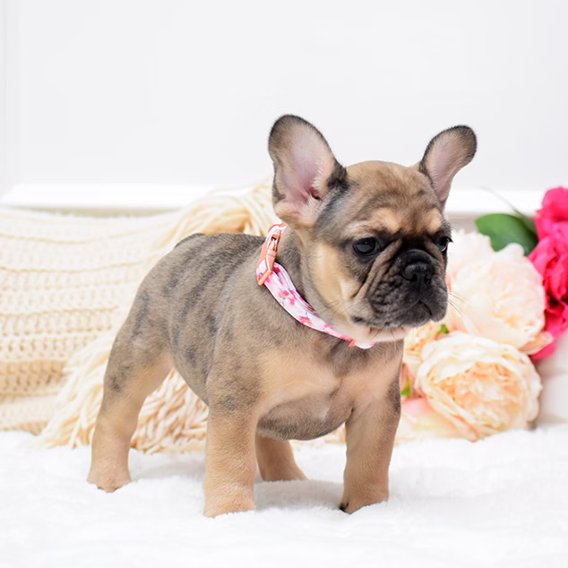 French Bulldog, female, fawn, puppy with health guarantee and pedigree available a Alabama, Florida, Georgia, North Carolina, South Carolina, Tennessee, California, Illinois, Colorado, Texas