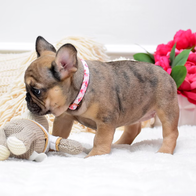 French Bulldog, female, fawn, puppy with health guarantee and pedigree available a Alabama, Florida, Georgia, North Carolina, South Carolina, Tennessee, California, Illinois, Colorado, Texas