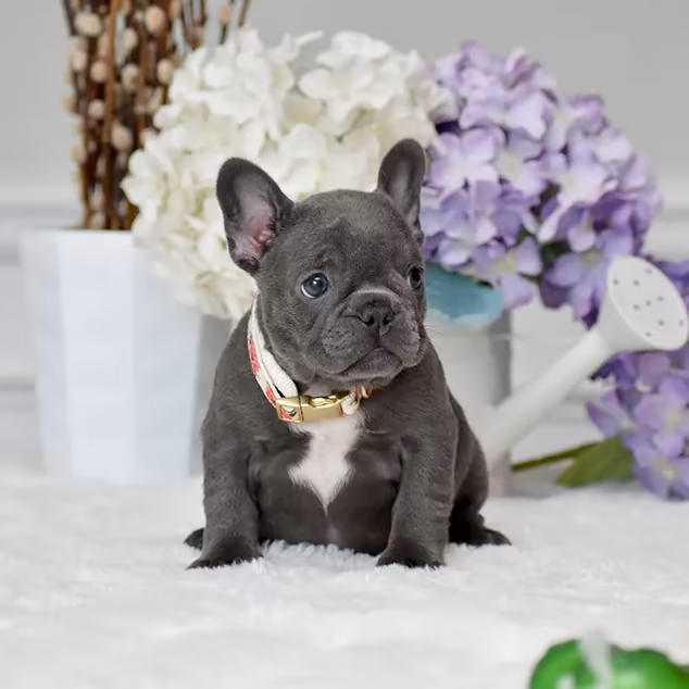 French Bulldog, female, blue eyes, ready for sale