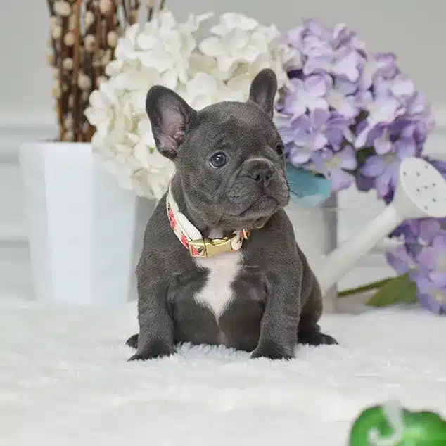 French Bulldog Puppies for Sale in the USA  Nationwide Delivery French Bulldog Puppies for Sale in the USA  Nationwide Delivery