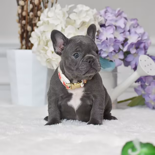 French Bulldog, female, blue eyes, ready for sale