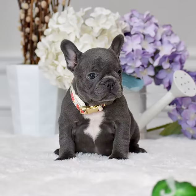 French Bulldog, female, blue eyes, ready for sale