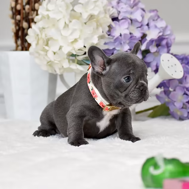 French Bulldog, female, blue eyes, ready for sale