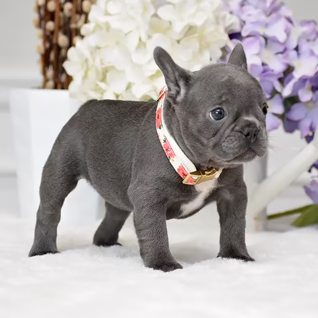 French Bulldog, female, blue eyes, ready for sale