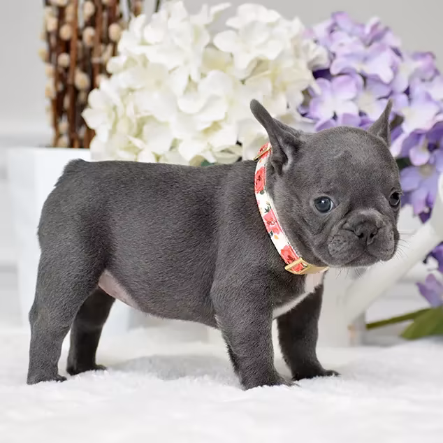French Bulldog, female, blue eyes, ready for sale