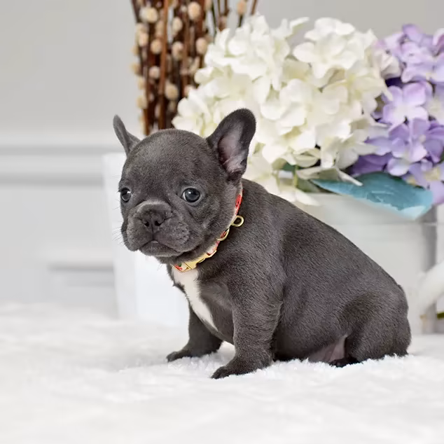 French Bulldog, female, blue eyes, ready for sale